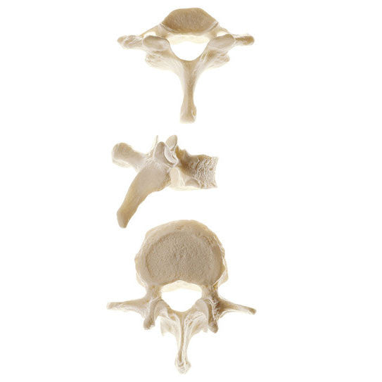 Vertebra Somso Qs 17