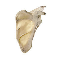Scapula Somso Qs 18