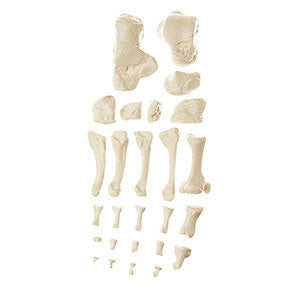 Foot Bone Somso Qs 19/10