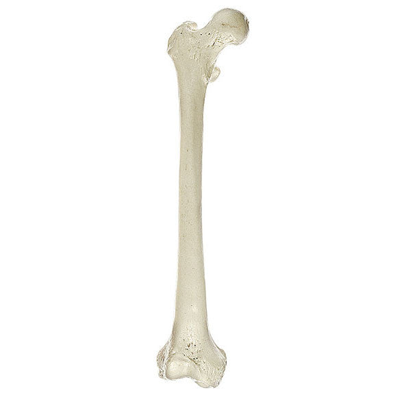 Femur Somso Qs 19/1