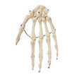 Hand Bone Model Somso Qs 19/21