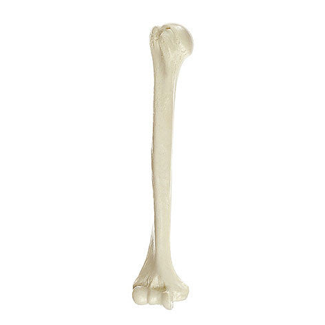 Humerus Somso Qs 19/2