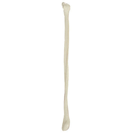 Fibula Somso Qs 19/6