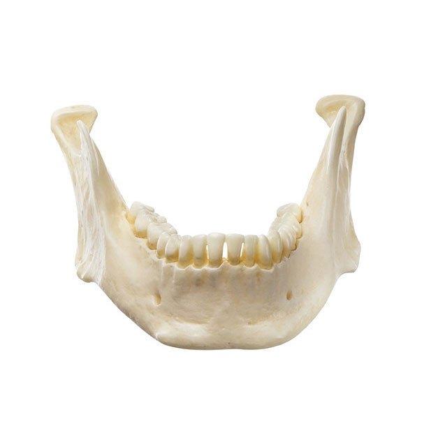 Mandible Somso Qs 19/73