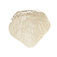 Patella Somso Qs 19/7