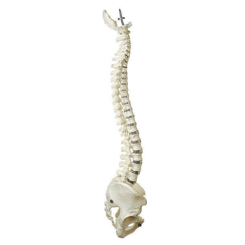 Vertebral Column with Pelvis Somso Qs 20