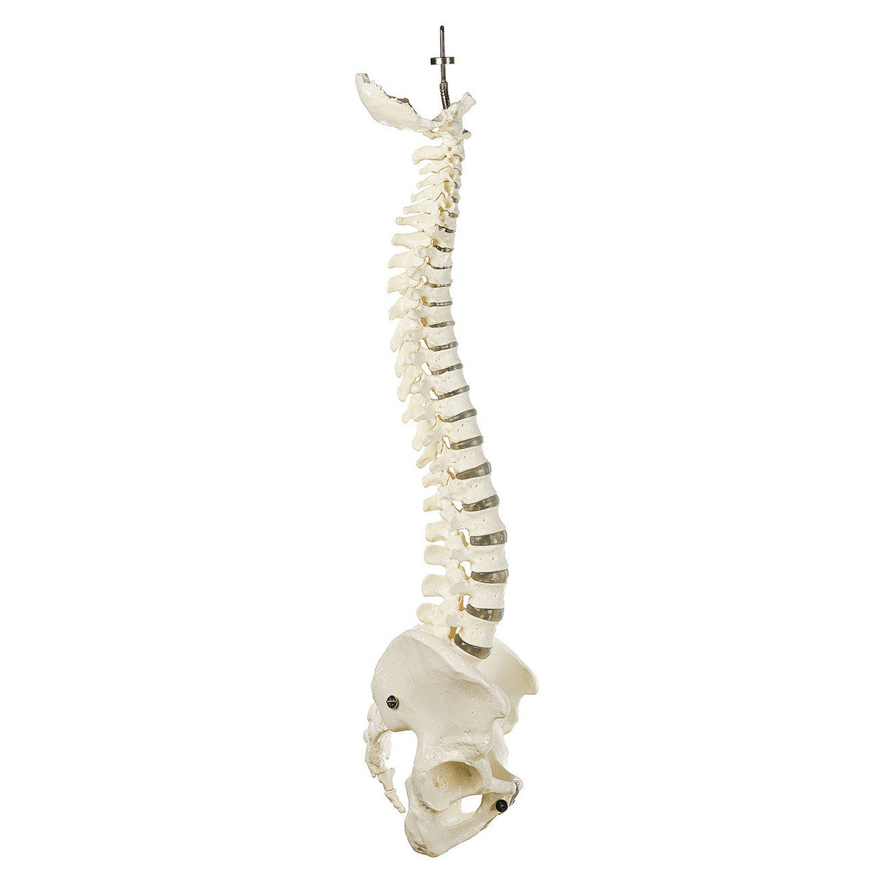 Vertebral Column with Pelvis for Chiropractic demonstration Somso Qs 21