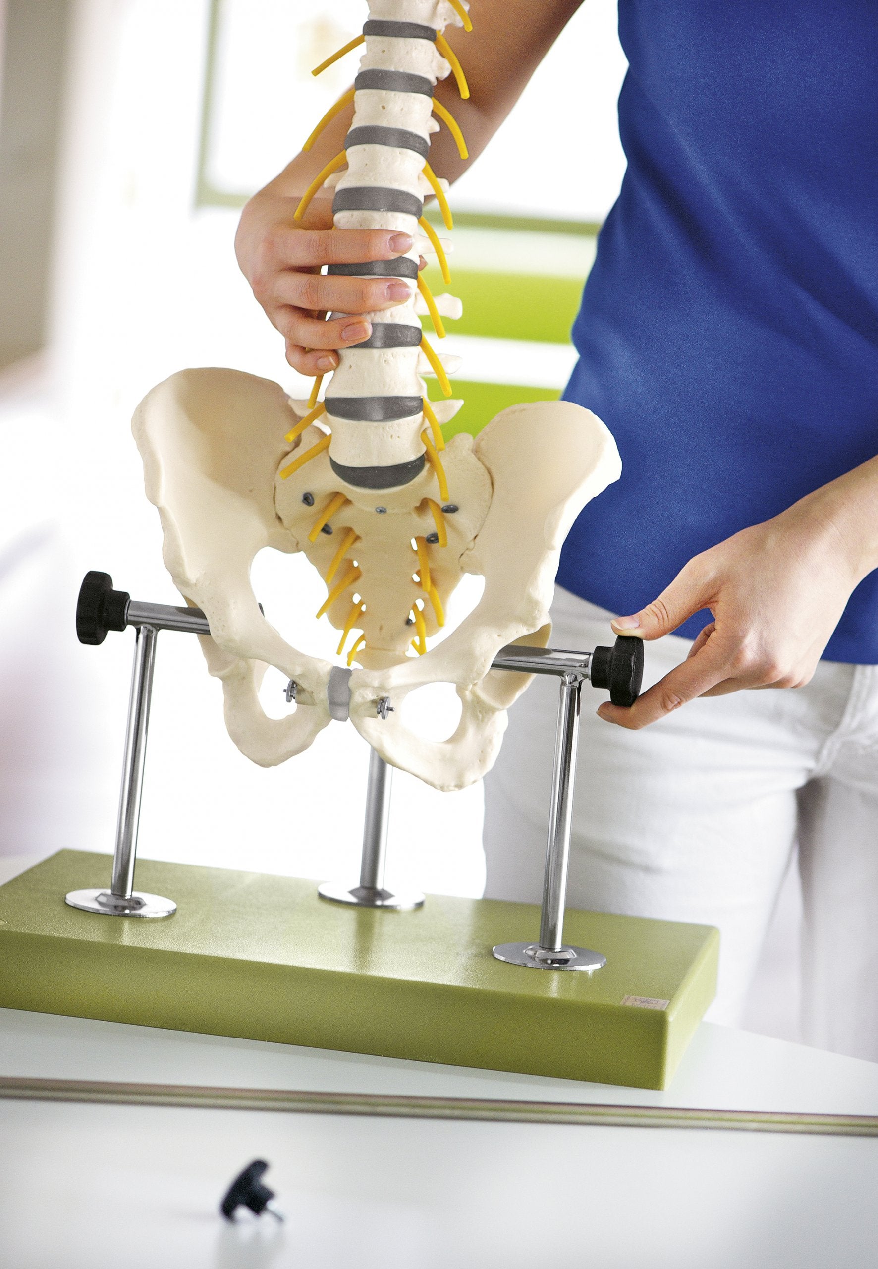 Vertebral Column with Pelvis with Articulated Pelvis