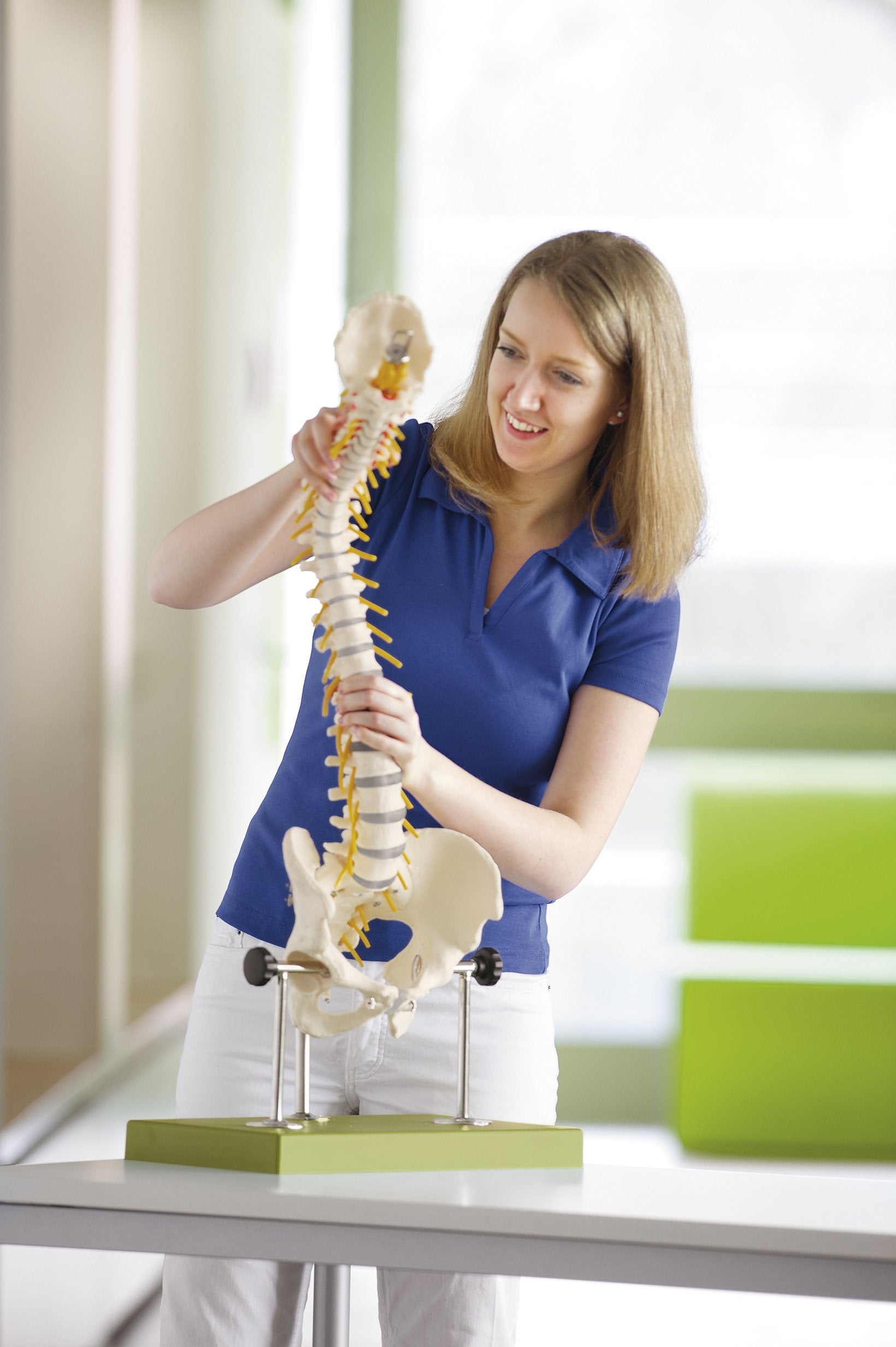 Vertebral Column with Pelvis with Articulated Pelvis