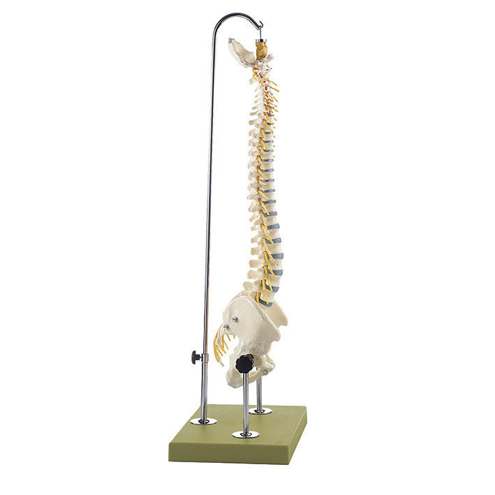 Vertebral Column with Pelvis with Articulated Pelvis Somso Qs 21/2