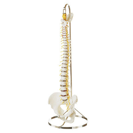 Vertebral Column with Pelvis for demonstration of curvature Somso Qs 21/5