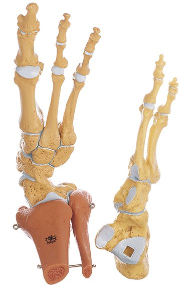 Skeleton of the Foot, Right (Rigid)