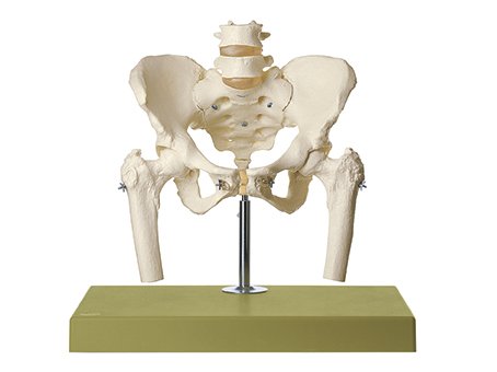 Skeleton of Female Pelvis - Somso QS 27
