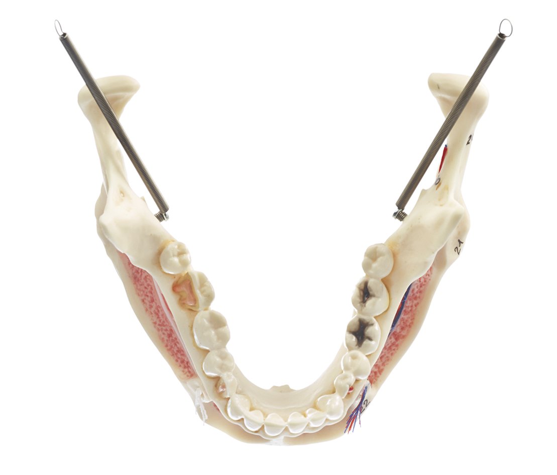 Artificial Human Skull 2