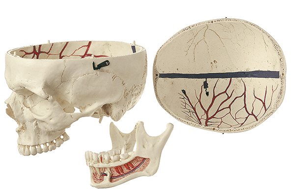 Artificial Human Skull with open lower jaw