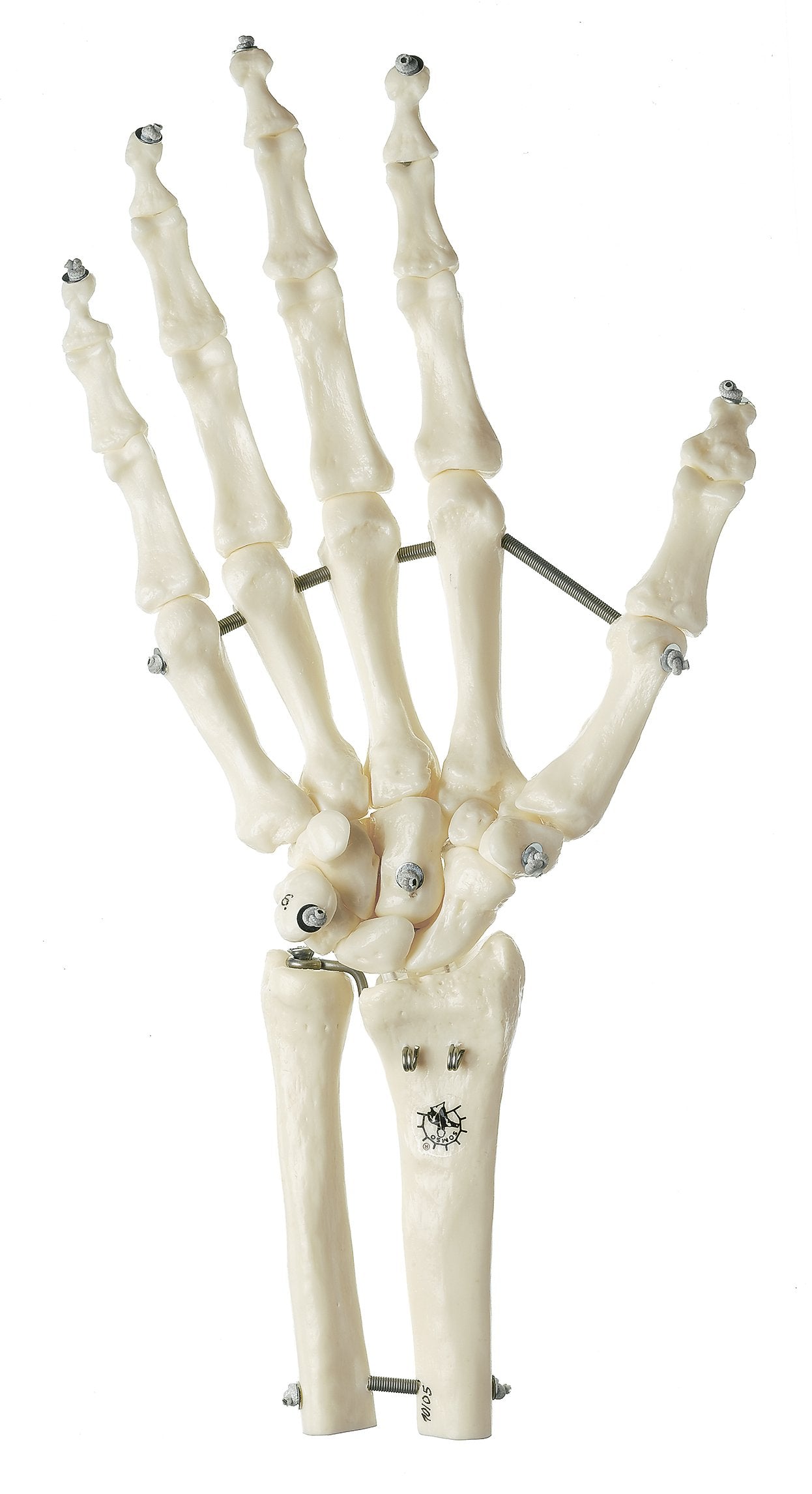 Skeleton of the Hand with Base of Forearm