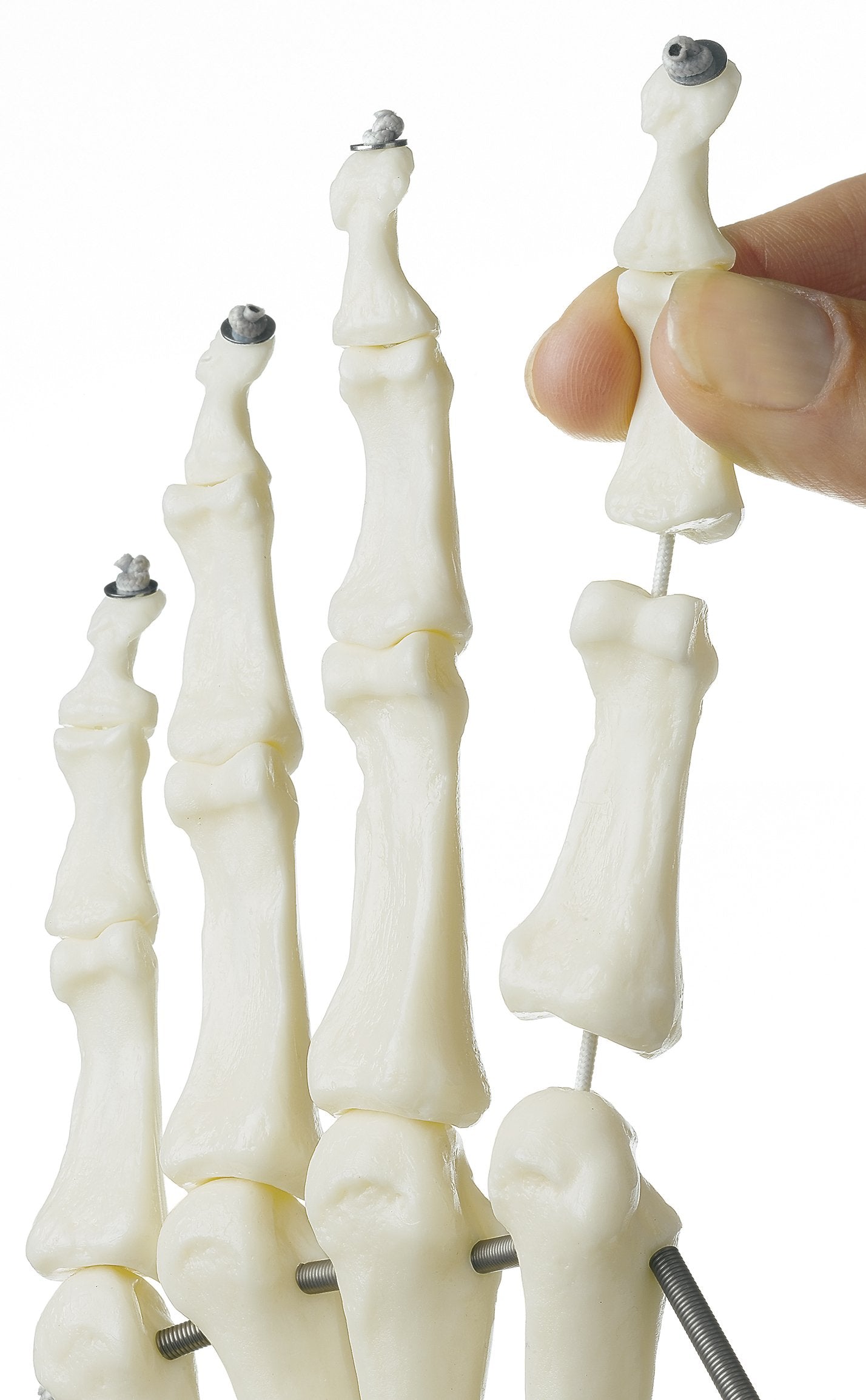 Skeleton of the Hand with Base of Forearm