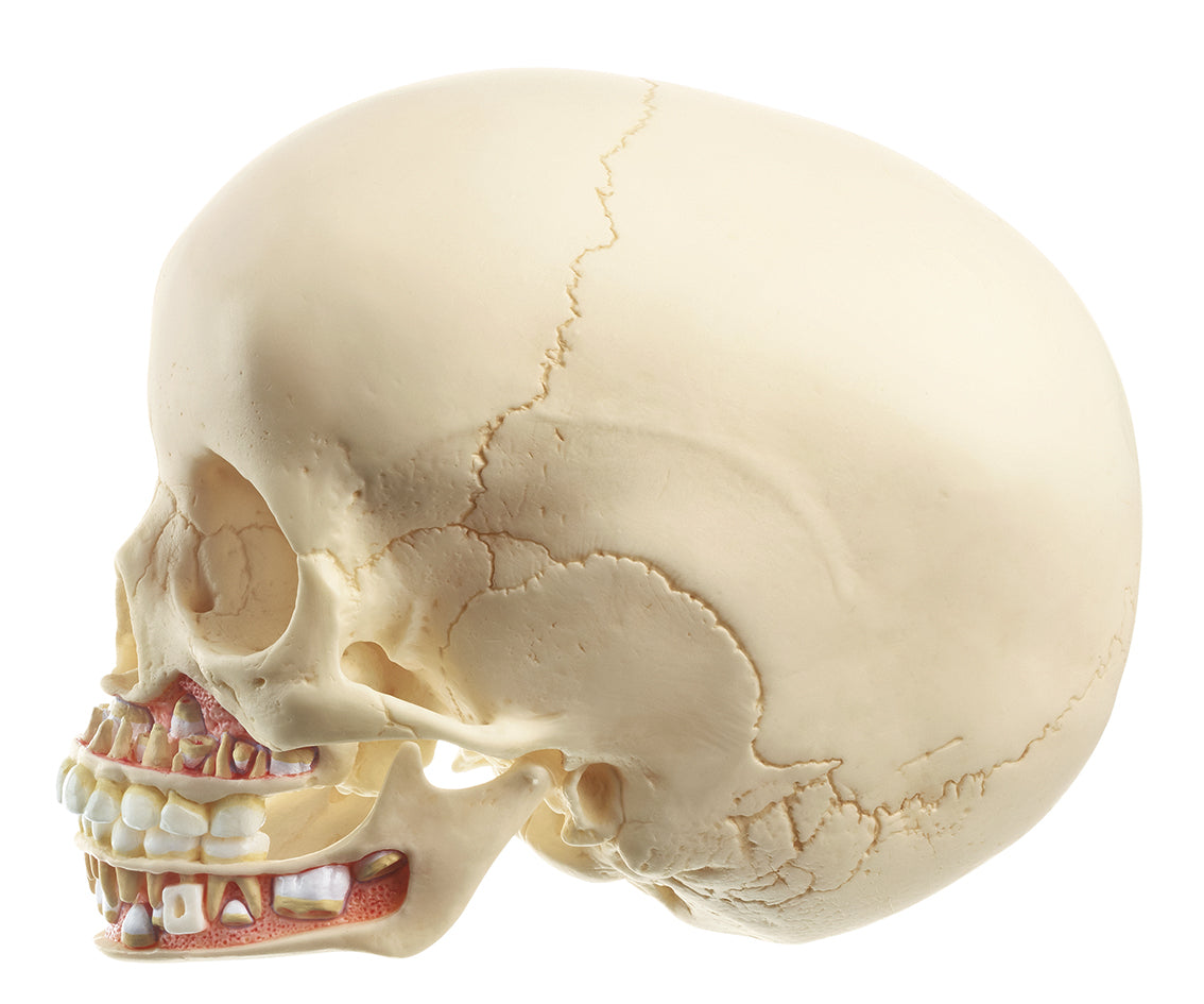 Artificial Skull of Child About 6 Years Old