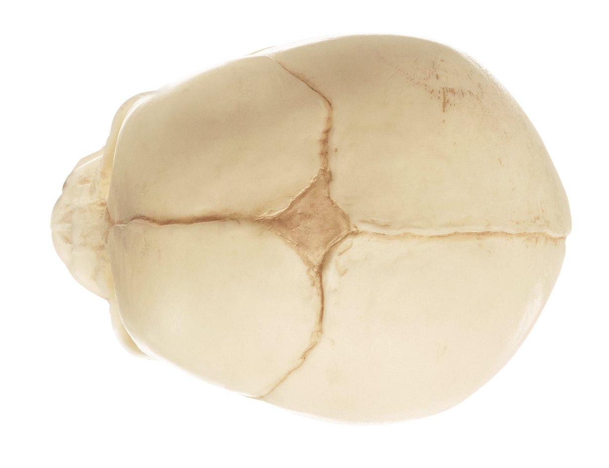 Artificial Skull of a Fetus