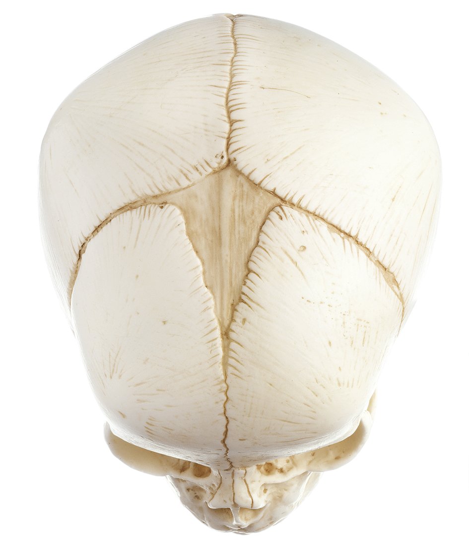 Artificial Skull of a Newborn, 2 parts