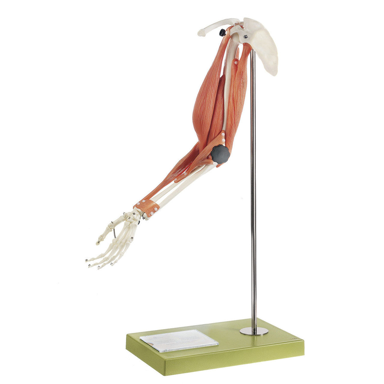 Movement of Muscles in the Upper Arm and Forearm | Somso Qs 55/2 Candent