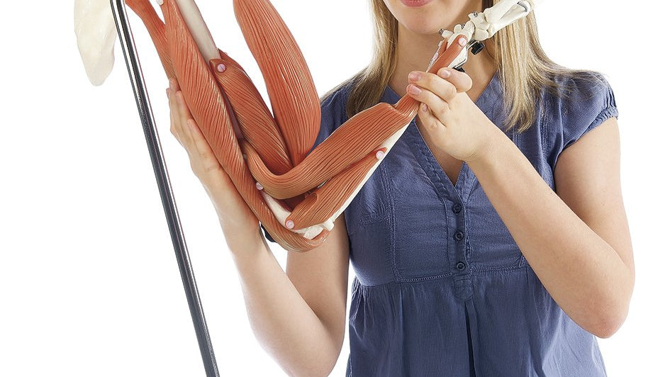 Movement of Muscles in the Upper Arm and Forearm