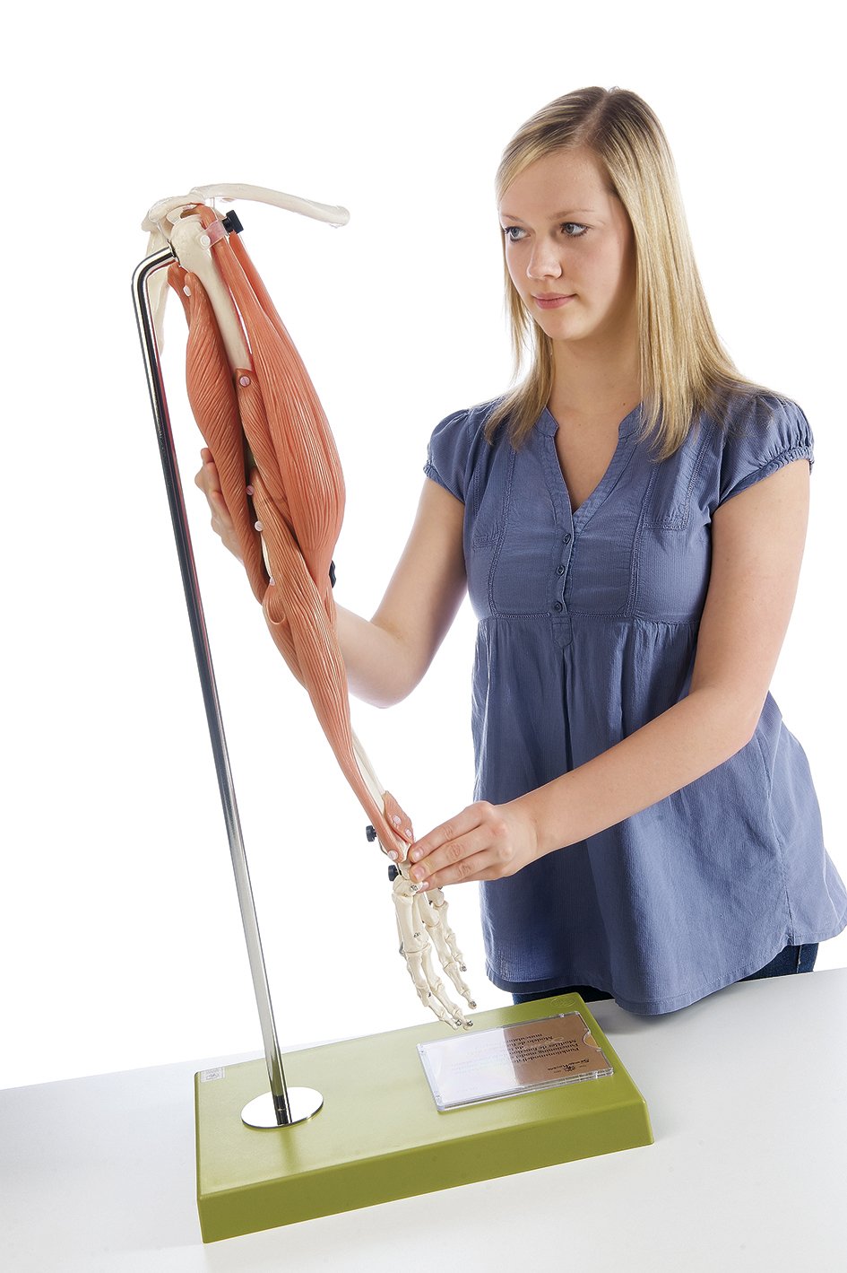 Movement of Muscles in the Upper Arm and Forearm