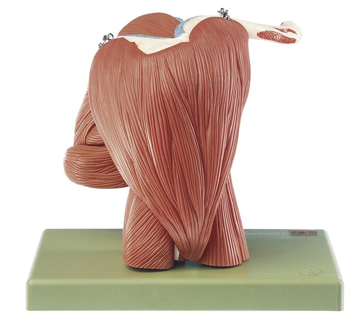 Demonstration Model of the Shoulder Muscles