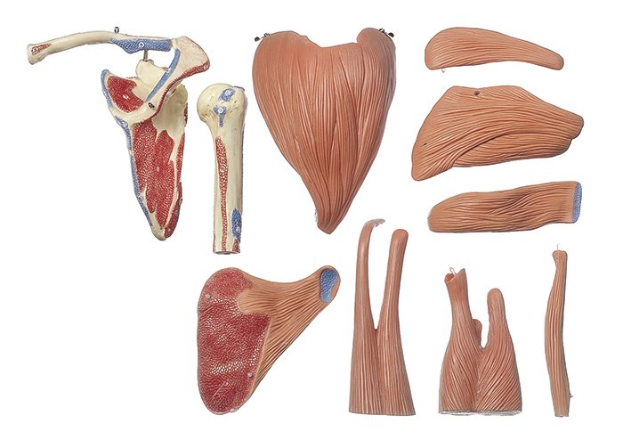 Demonstration Model of the Shoulder Muscles
