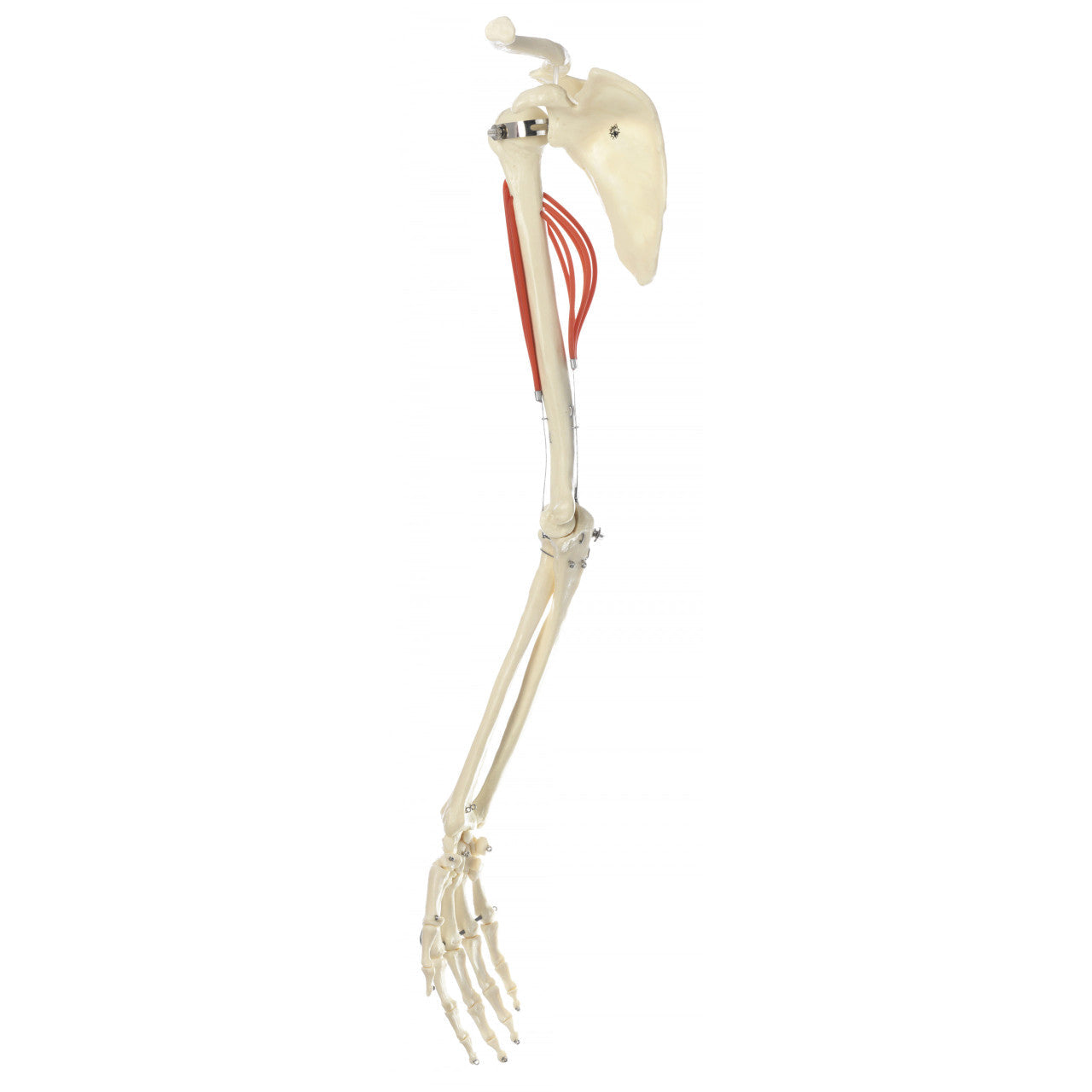 Movements of Muscles in the Upper Arm Somso Qs 55