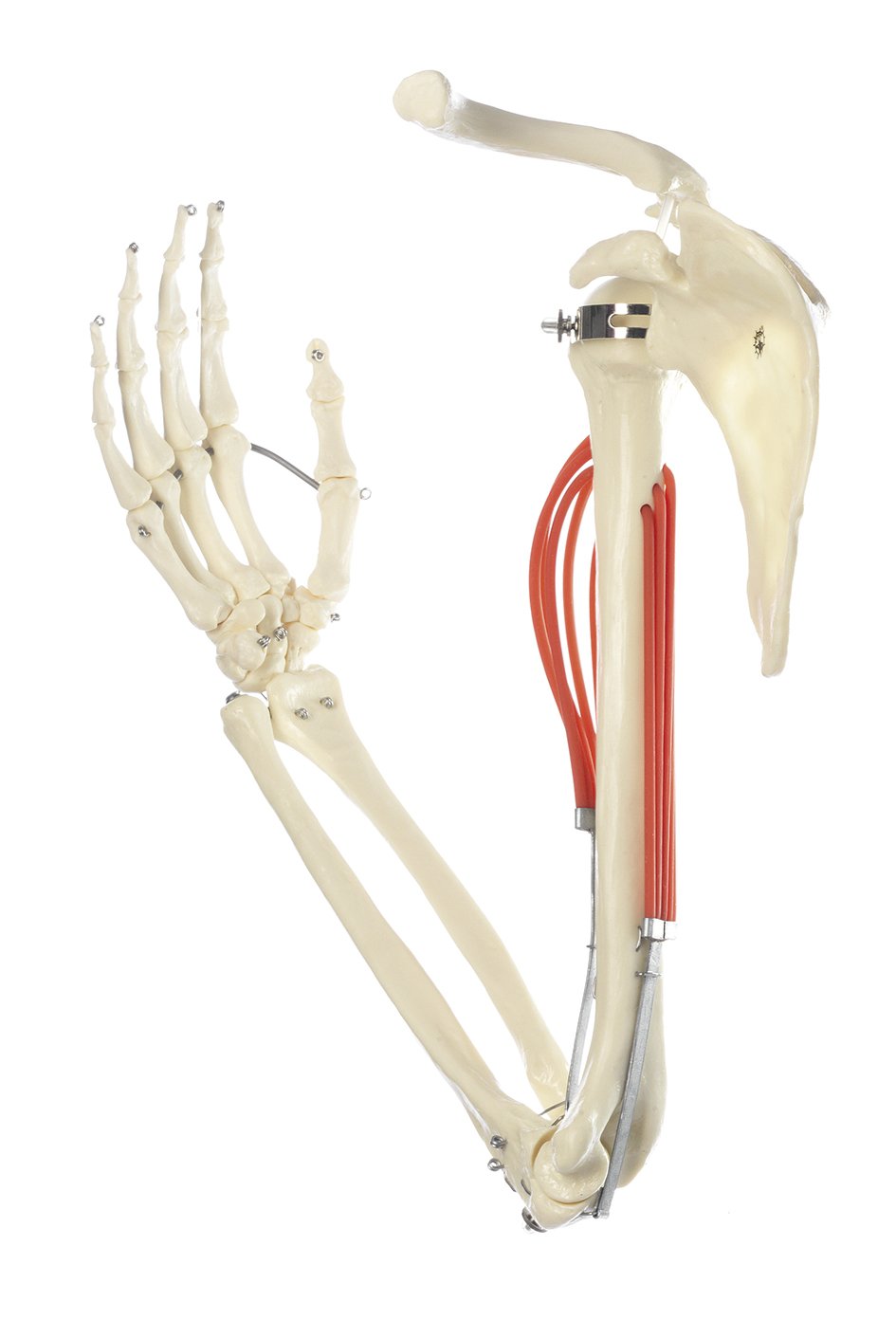 Movements of Muscles in the Upper Arm