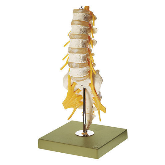 Lumbar Vertebral Column on stand Somso Qs 64