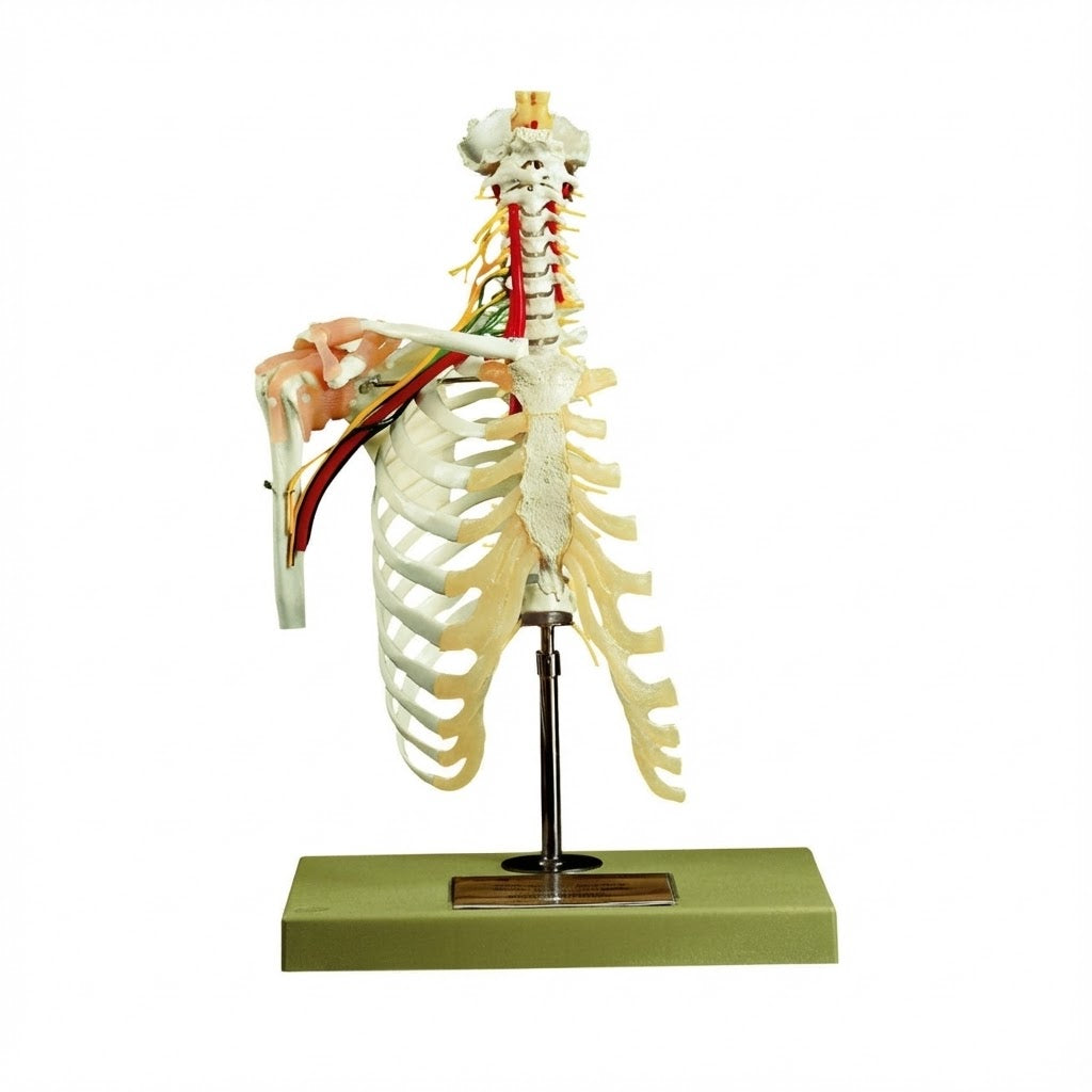 Cervical Vertebral Column with Shoulder Girdle
