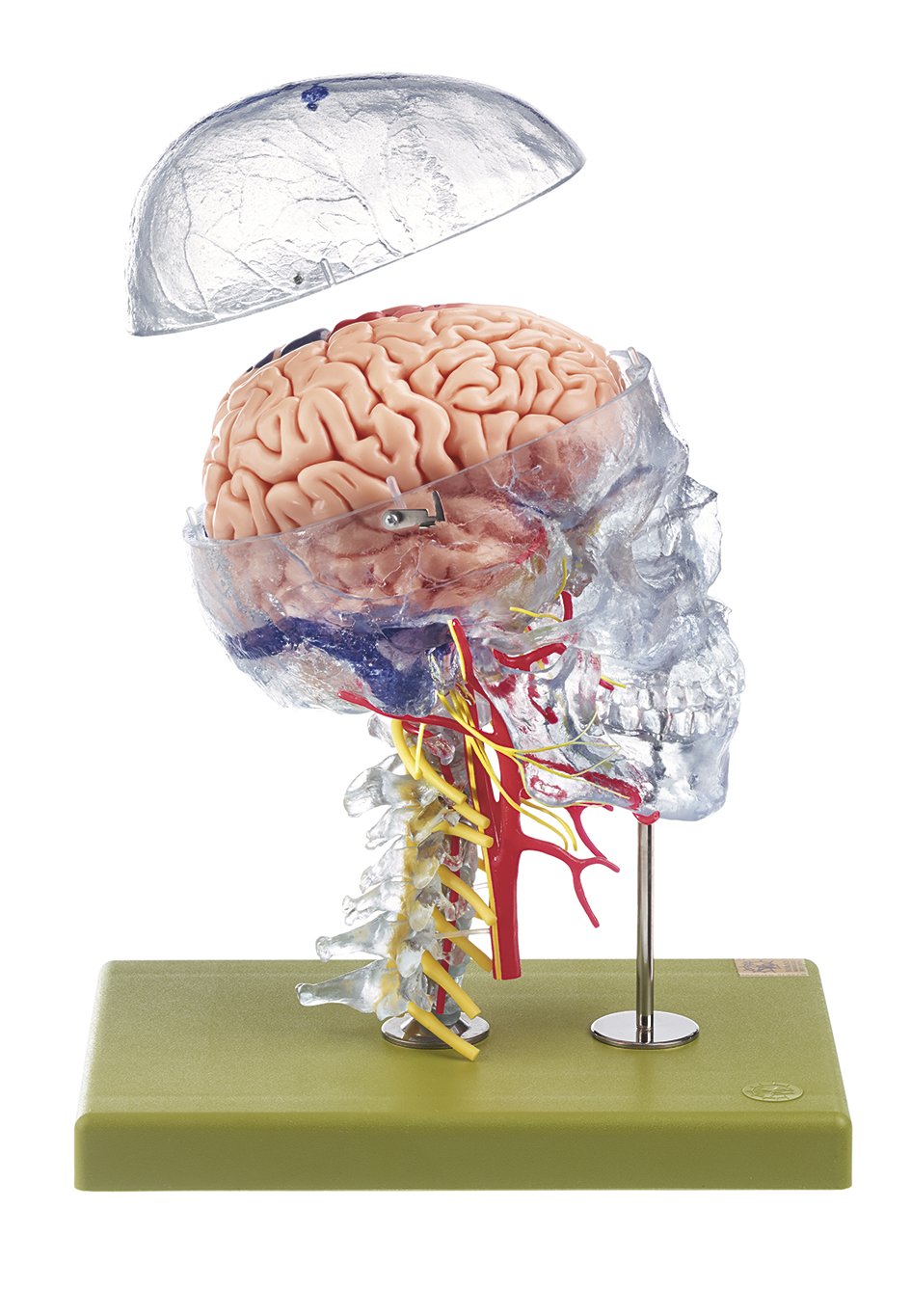 Neuroanatomy Head Model