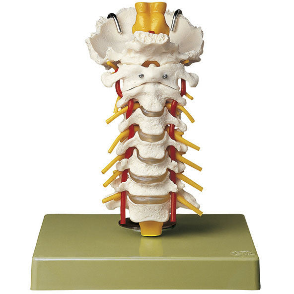 Cervical Vertebral Column Somso Qs 65