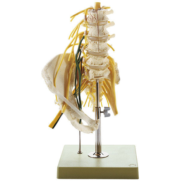 Lumbar Spinal Column - with Innervation, 2 parts Somso Qs 66/2