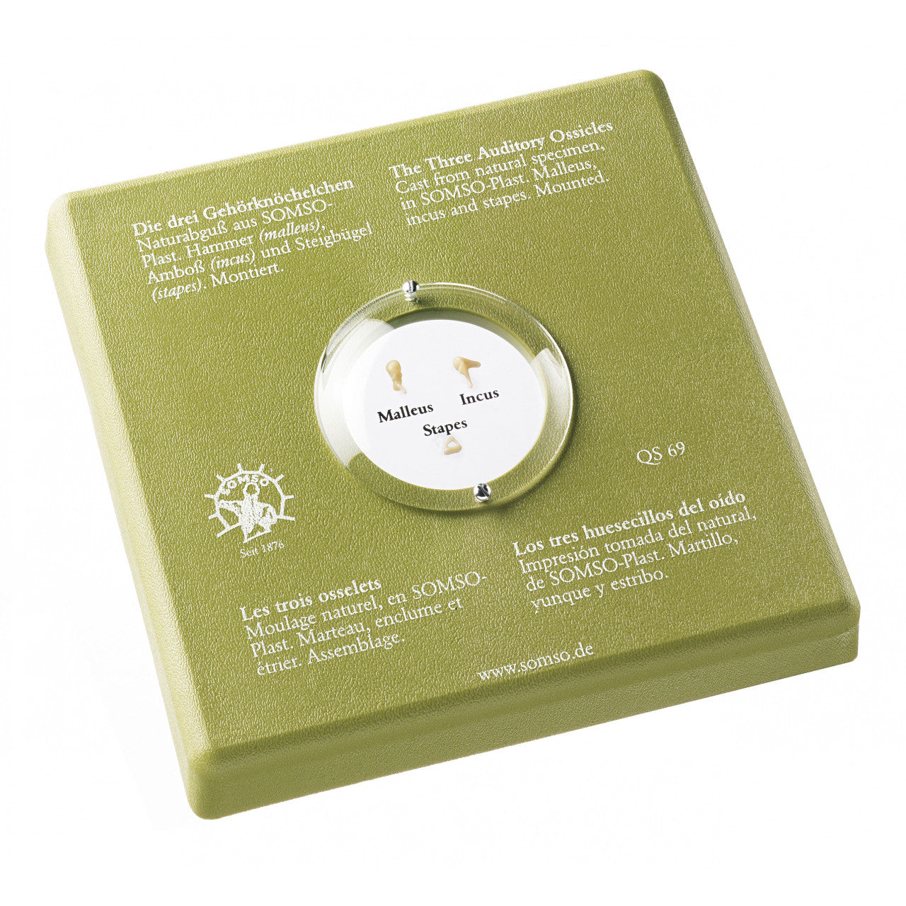 The Three Auditory Ossicles Somso Qs 69