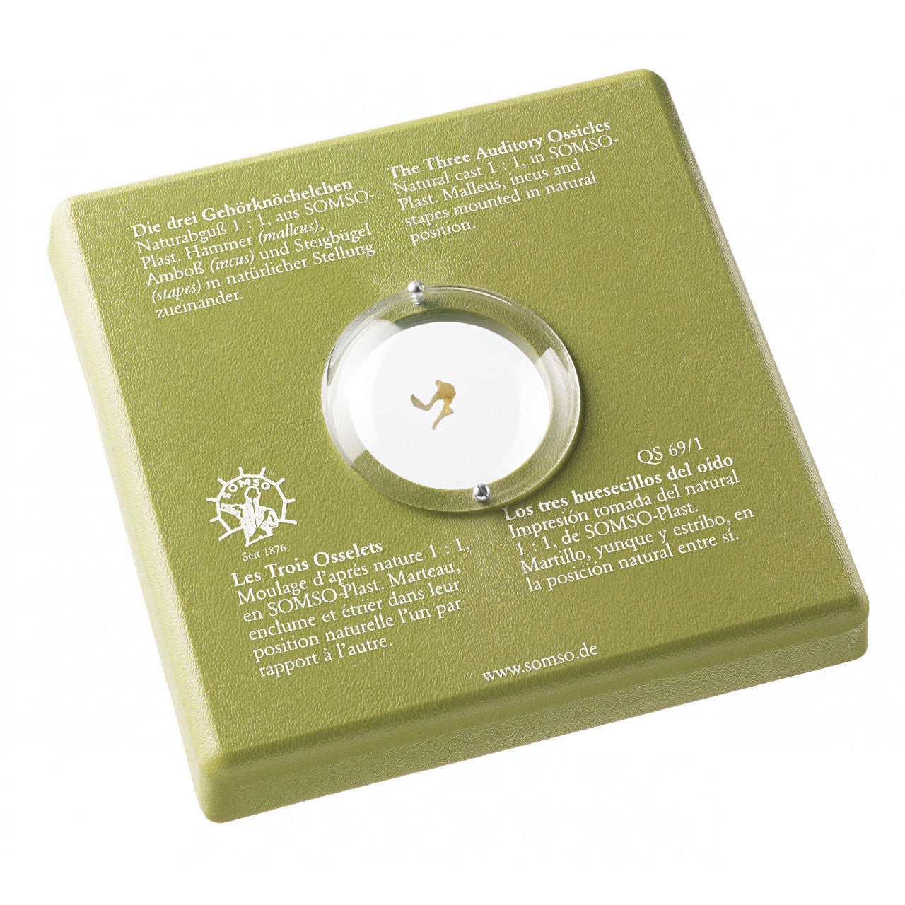 The Three Auditory Ossicles on a base Somso Qs 69/1