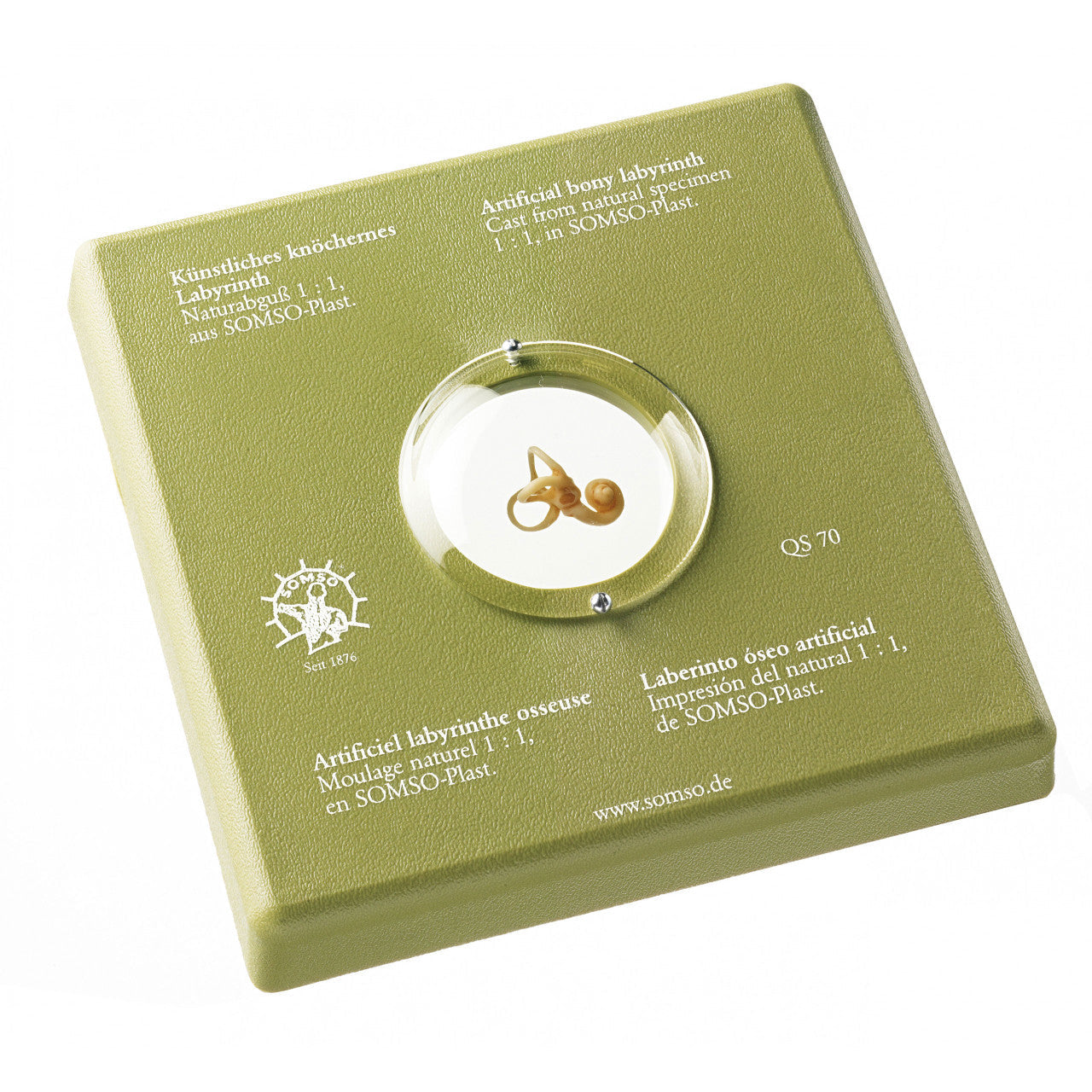 Artificial Bony Labyrinth Somso Qs 70