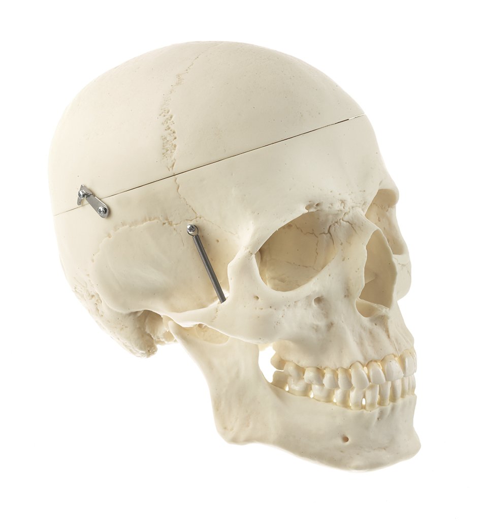 Artificial Male Human Skull with 8-part Brain
