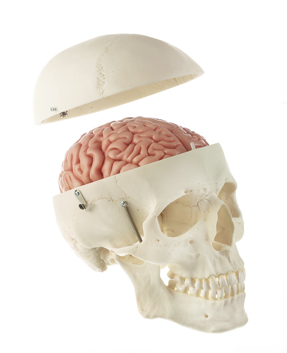 Artificial Male Human Skull with 8-part Brain