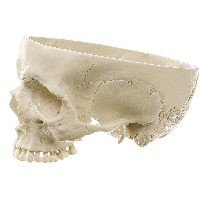 Base of Skull Somso Qs 19/72