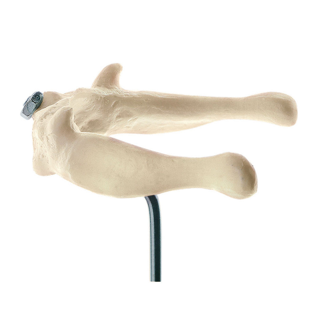 Hyoid Bone | Somso Qs 7/3