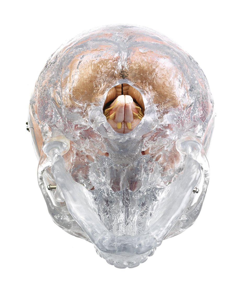 Artificial Transparent Male Human Skull with 8-part Brain