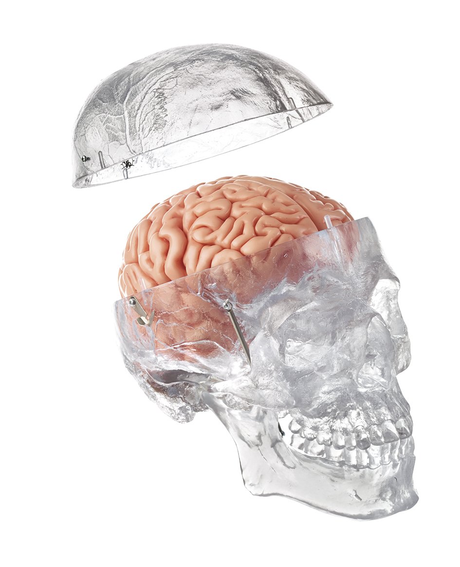 Artificial Transparent Male Human Skull with 8-part Brain
