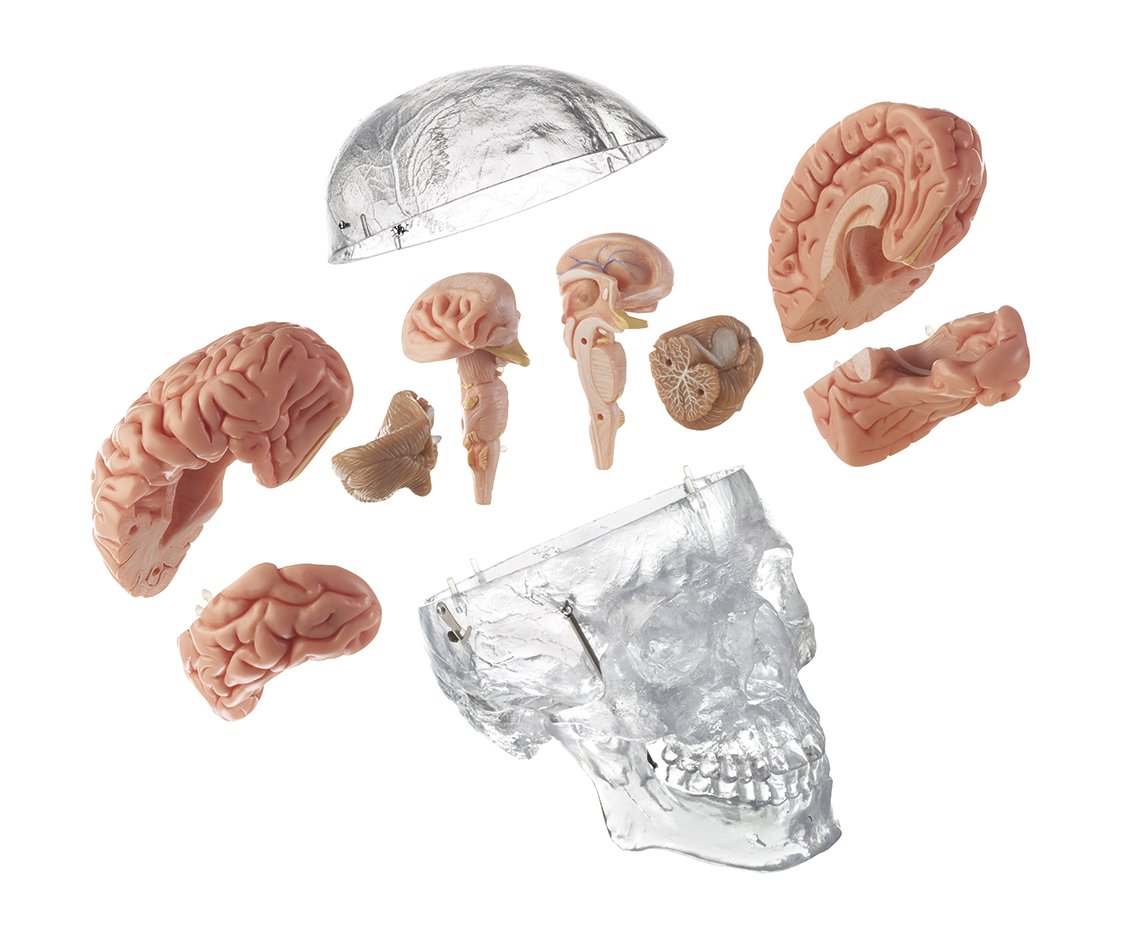 Artificial Transparent Male Human Skull with 8-part Brain