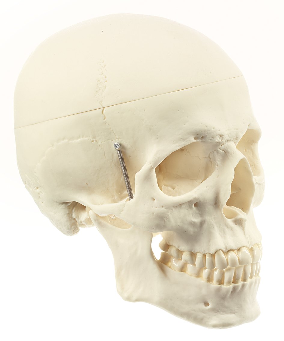 Artificial Human Skull, Economy