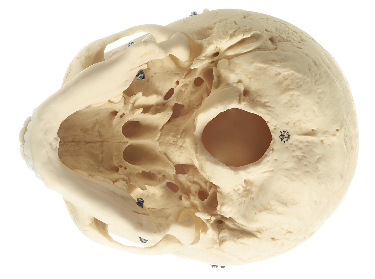 Artificial Human Skull Model