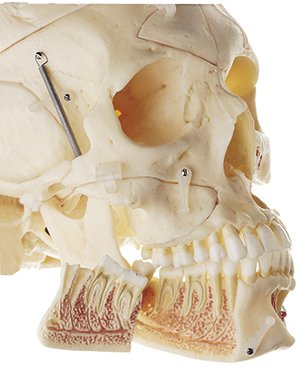 Artificial Demonstration Skull of an Adult