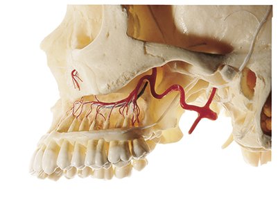 Artificial Demonstration Skull of an Adult